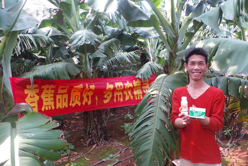 差距這么大， 是真的嗎？ 銀農(nóng)故事匯—香蕉篇