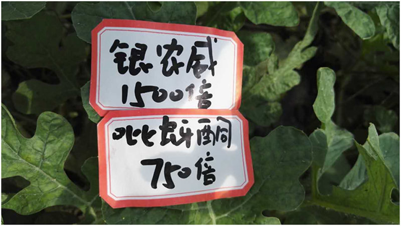 【探索】是什么讓黃蚜如此落??？