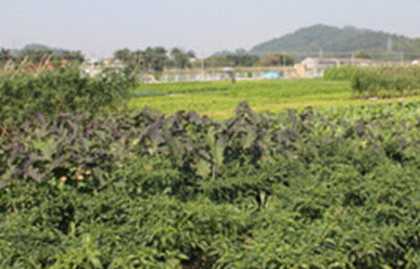 菜地難種、施肥低效、薊馬高發(fā)，咋辦？這里有高招！