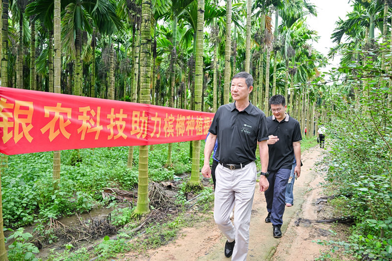 不斷創(chuàng)新納米農(nóng)藥，“銀農(nóng)三寶”助力檳榔提質(zhì)增收